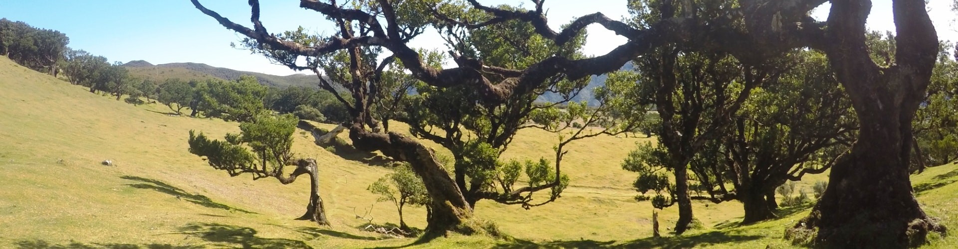 Madeira Island Nature