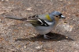 Bird Watching Tours in Madeira Island