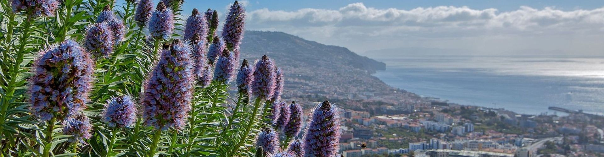 Madeira Island Fauna and Flora