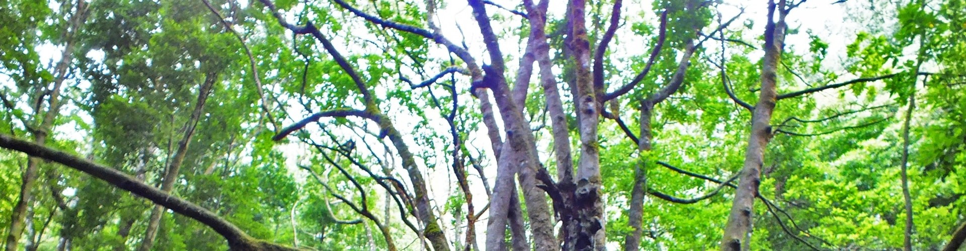 Madeira Island Laurel Forest