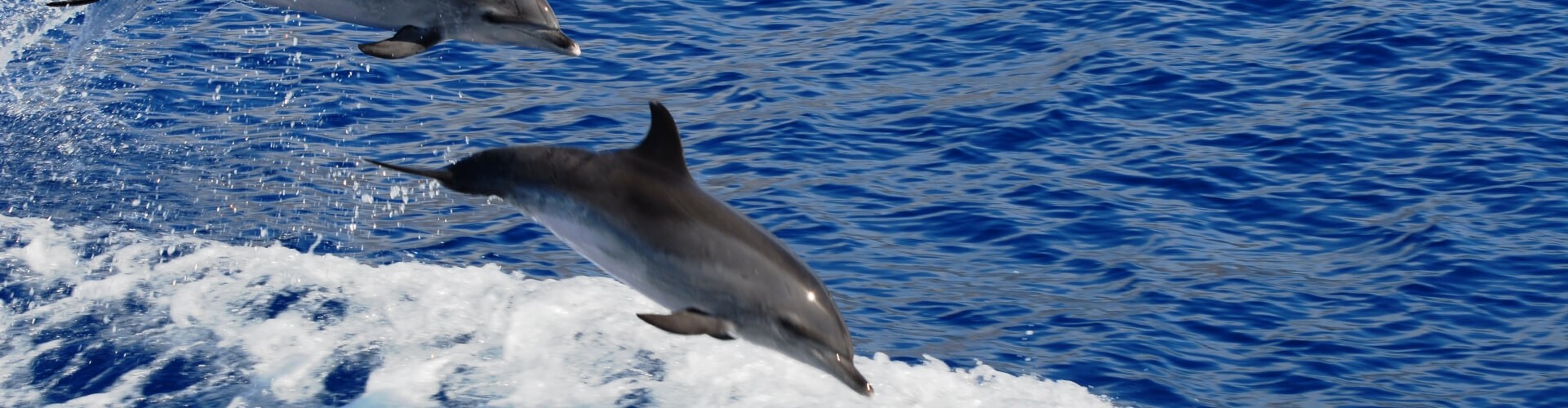 Beautiful Bays Boat Trip From Funchal