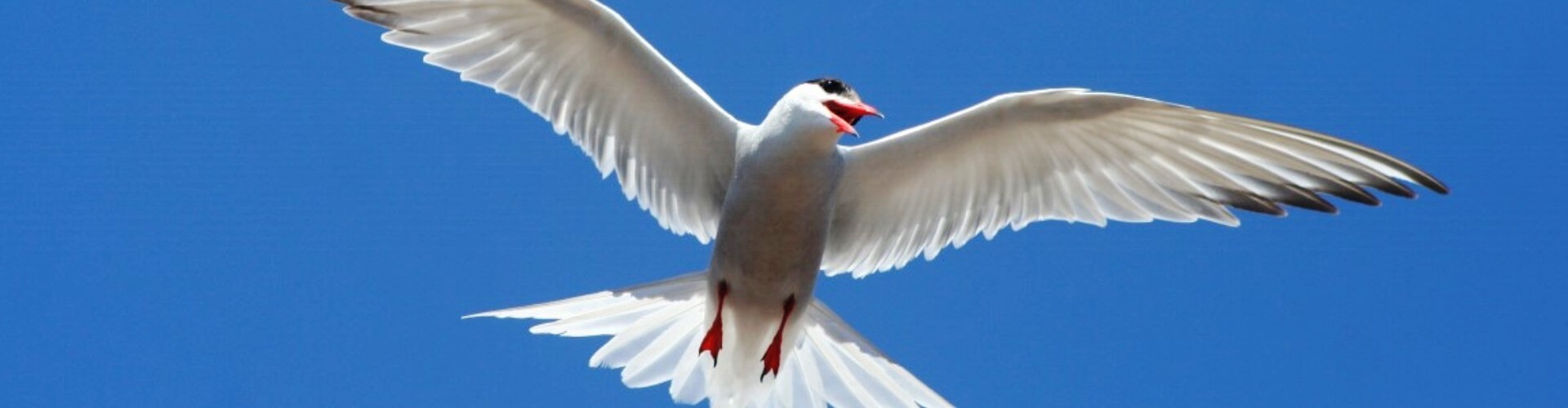 Birdwatching Land & Sea Tour Madeira