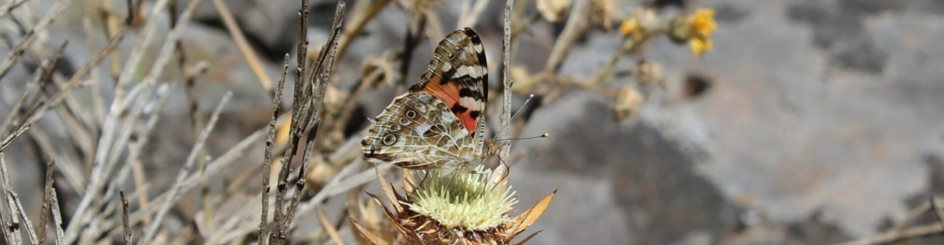 Butterfly Watching in Madeira