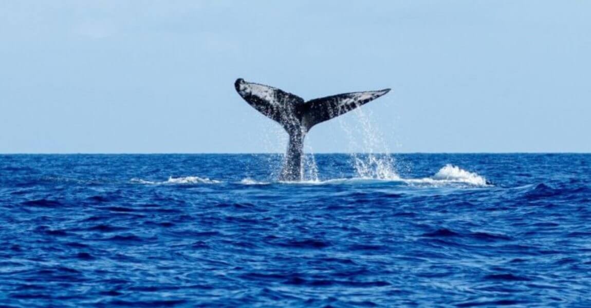 Caniçal Dolphin Whale Watching in Madeira