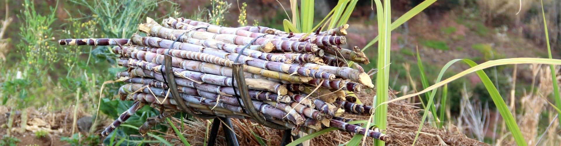 City of Sugar & Rum Tour in Funchal