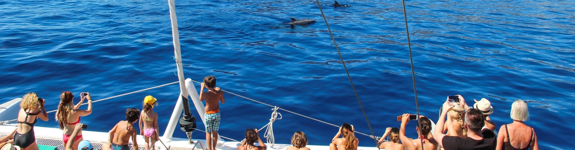 Dolphin and Whale Watching Tour Guaranteed Sighting in Madeira