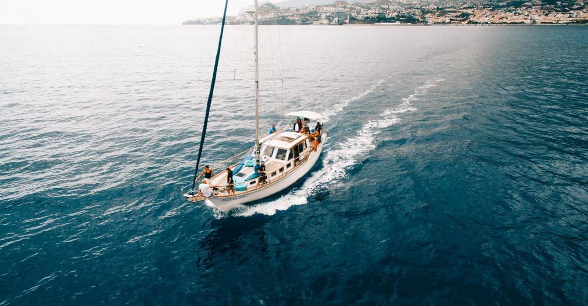 Dolphin and Whale watching on Sailboat in Madeira