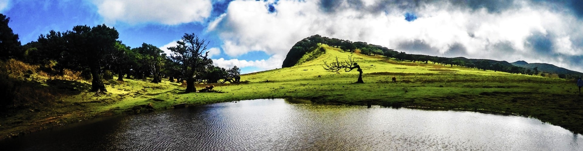 Fanal medium Trail Tour in Madeira Island