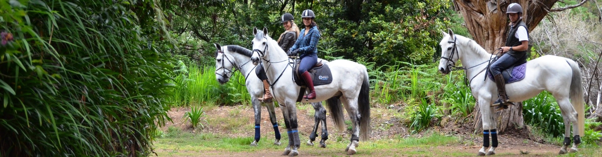 Pico do Suna Horse Riding Trail in Madeira Island