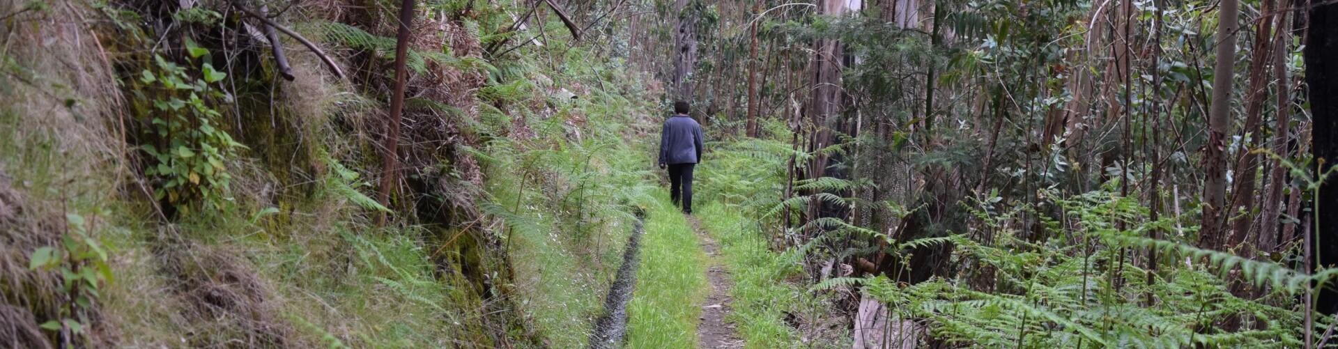 Levada da Negra Walking Trail in Madeira