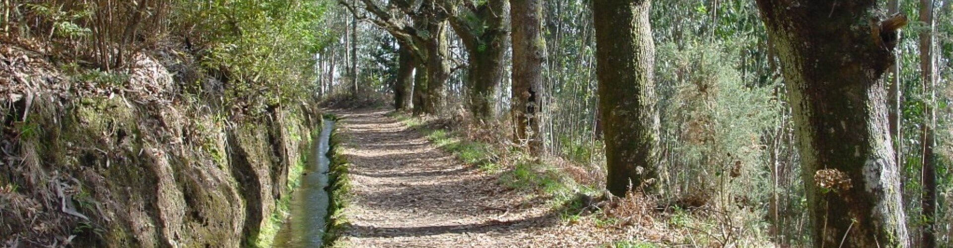 Levada da Serra do Faial Walk in Camacha, Madeira