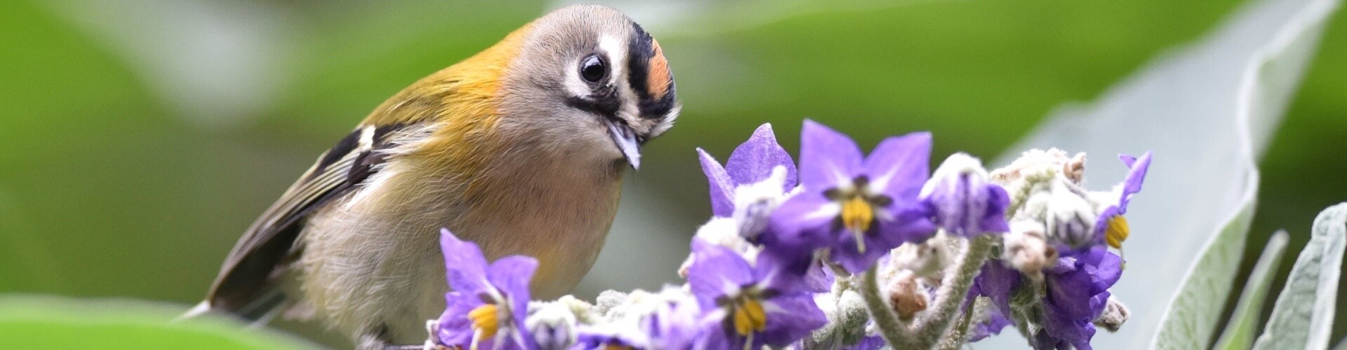 Madeira Birdwatching Trip The Endemics