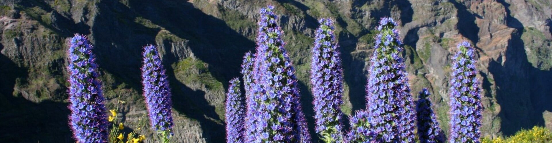 Madeira Botanical & Wildflowers Nature Tour