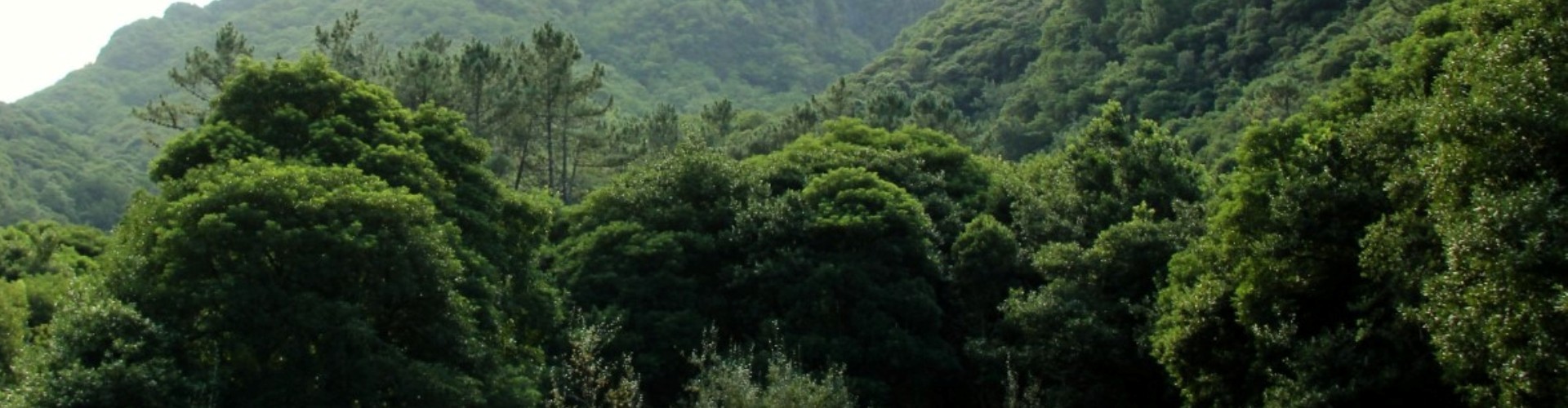 Madeira Laurissilva Rainforest Tour