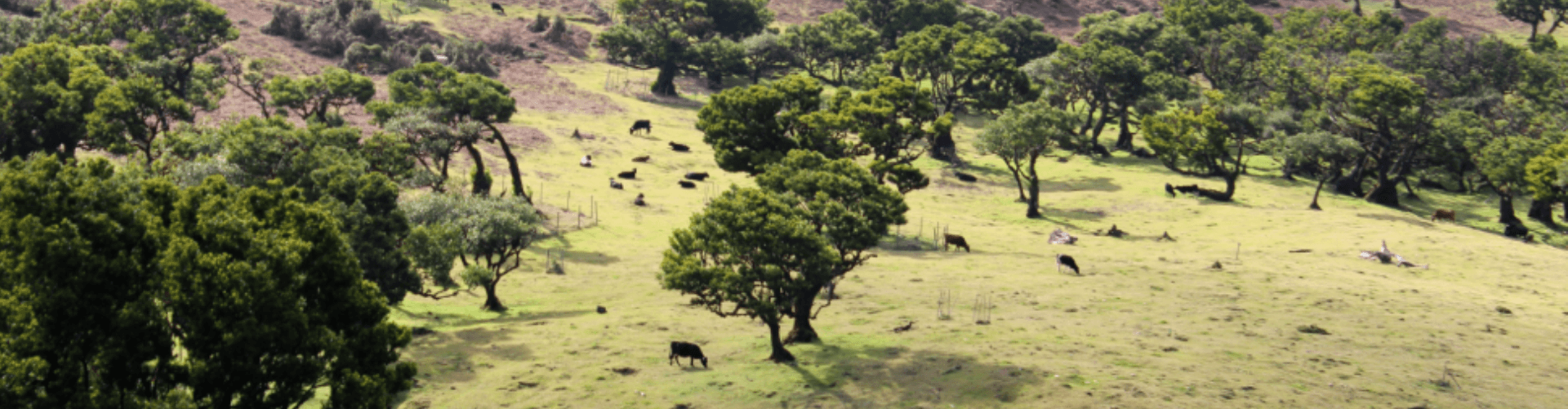 Madeira Plateau Guided Walks