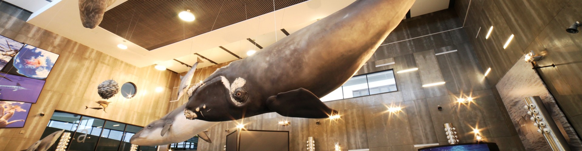 Whale Museum Caniçal, Madeira