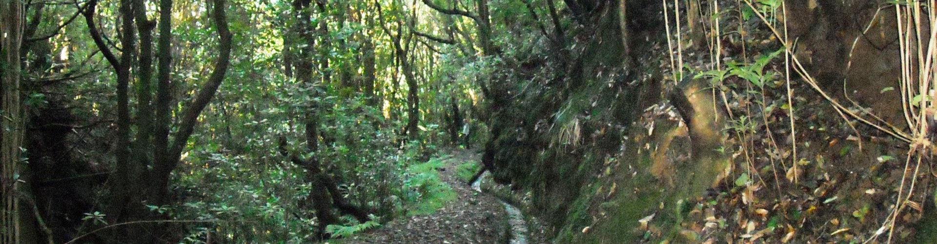 PR7 Moinho Levada Walk in Madeira Island