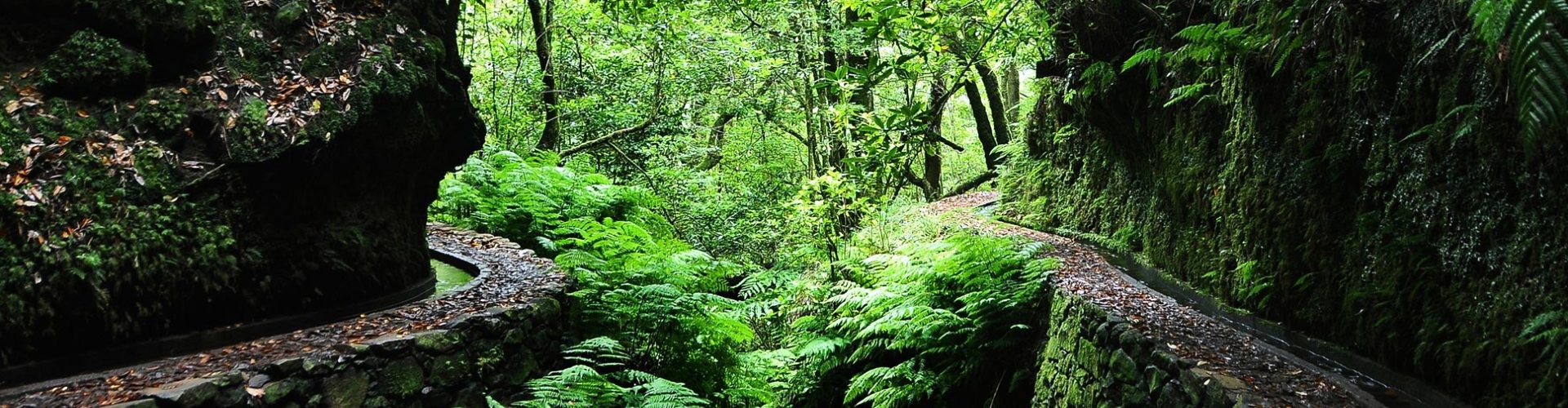 PR14 Cedros Levada Walk in Madeira Island