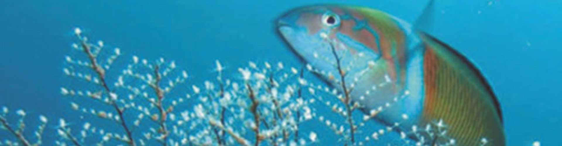 Reef Fish Watching in Madeira