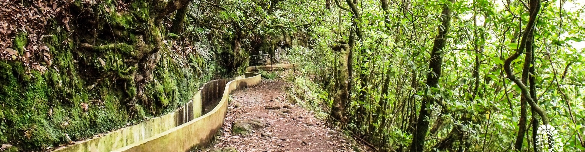 Ribeiro Frio Easy Trail Tour in Madeira Island