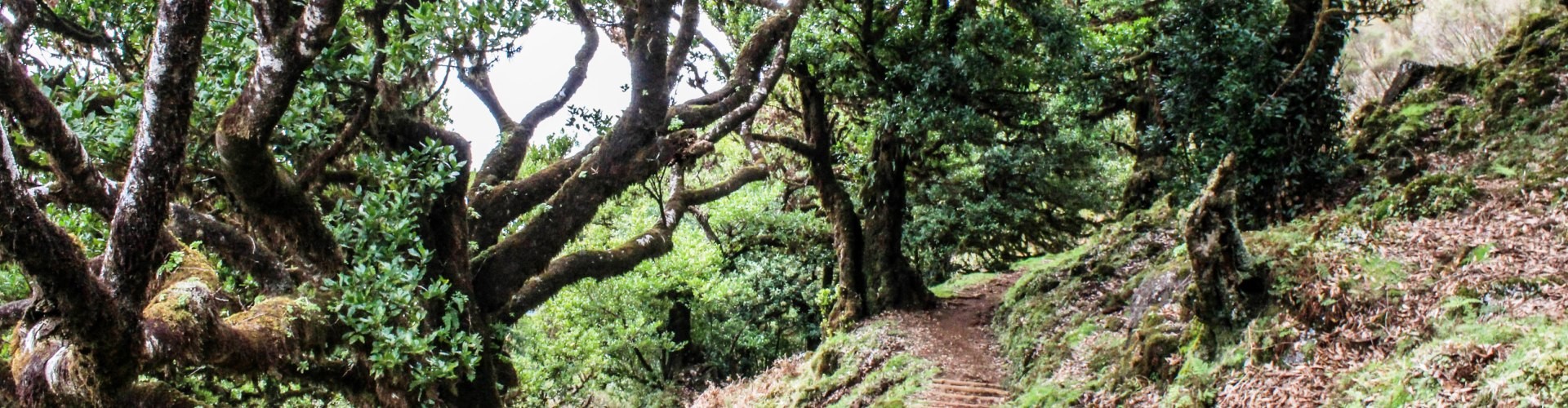 Sao Vicente (hard) Trail Tour in Madeira Island