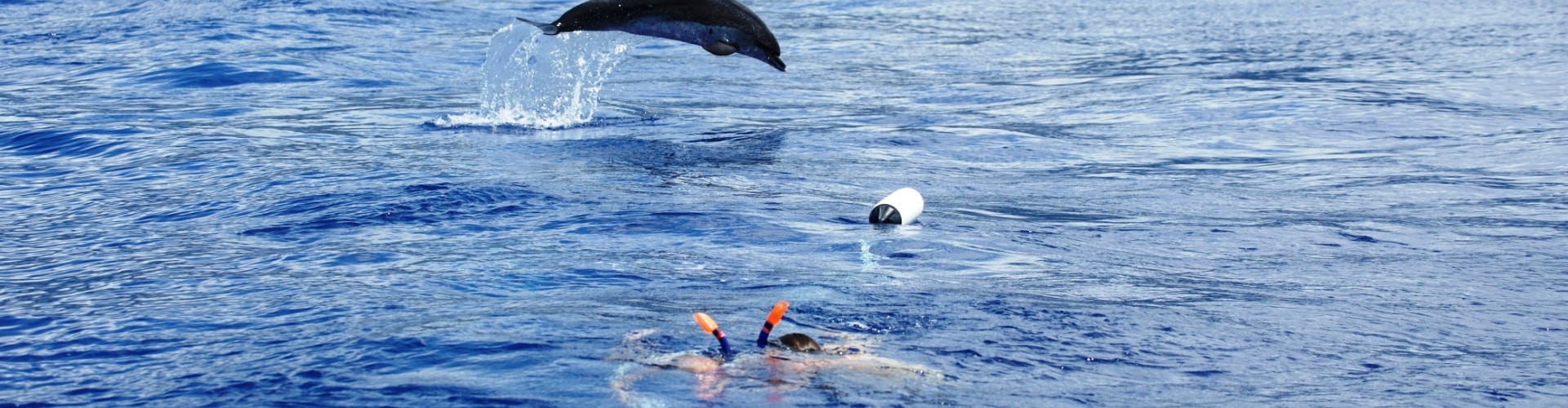 Snorkeling with dolphins in Madeira Island