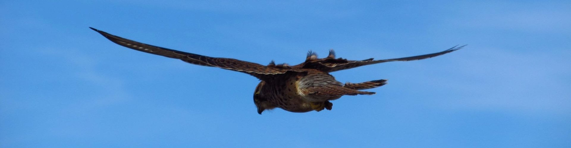 The Raptors Bird Watching Tour Madeira