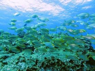 Try Scuba Diving in Caniçal Madeira