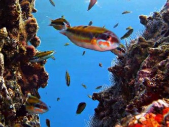 Try Scuba Diving in Caniçal Madeira