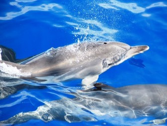 Amazing Land & Sea Pack Jeep Tour and Dolphins from Funchal