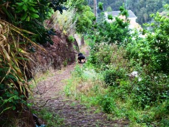 Among Valleys Levada Walk in Camacha