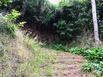 Among Valleys Levada walk in Camacha