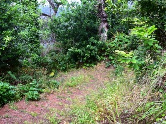 Among Valleys Levada Walk in Camacha