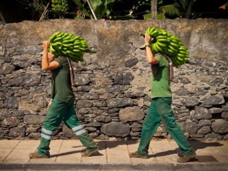 Banana Madeira Cultural Tour