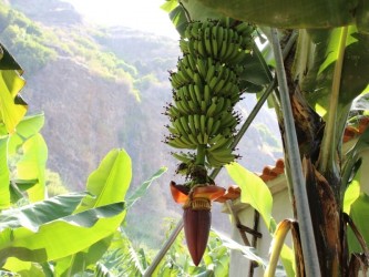 Banana Madeira Cultural Tour