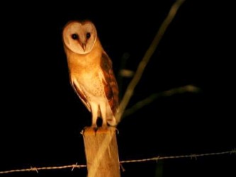 Barn Owl Watching in Madeira