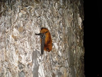 Batwatching in Madeira