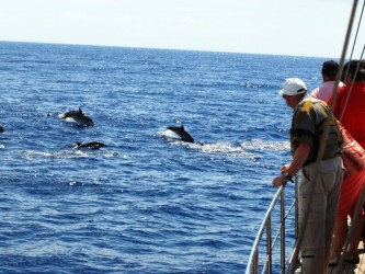 Beautiful Bays Boat Trip From Funchal