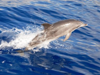 Beautiful Bays Boat Trip From Funchal