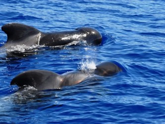 Beautiful Bays Boat Trip From Funchal