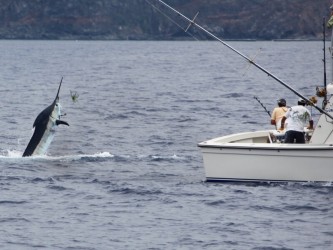 Big Game Madeira Sportfishing Shared Boat