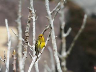 Birdwatching Land & Sea Tour Madeira