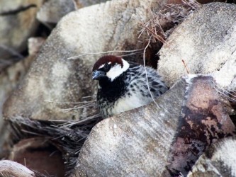 Birdwatching Land & Sea Tour Madeira