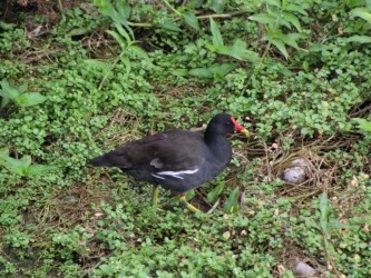 Birdwatching Land & Sea Tour Madeira