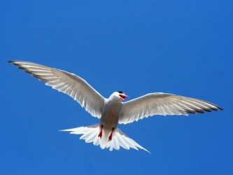 Birdwatching Land & Sea Tour Madeira