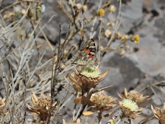 Butterfly Watching in Madeira