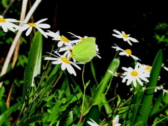 Butterfly Watching in Madeira