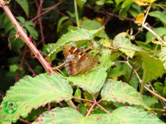 Butterfly Watching in Madeira