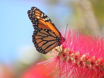 Butterfly Watching in Madeira