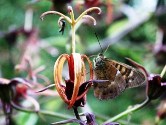 Butterfly Watching in Madeira